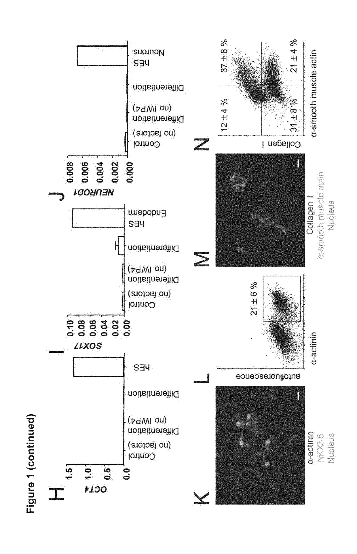 Method to direct differentiation of pluripotent stem cells into functional heart muscle