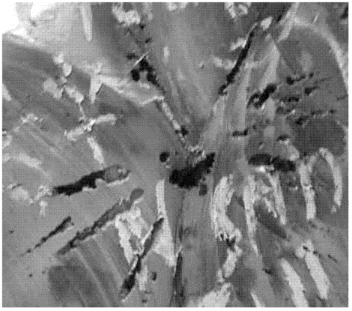 Nickel base alloy cast ingot and preparation method thereof