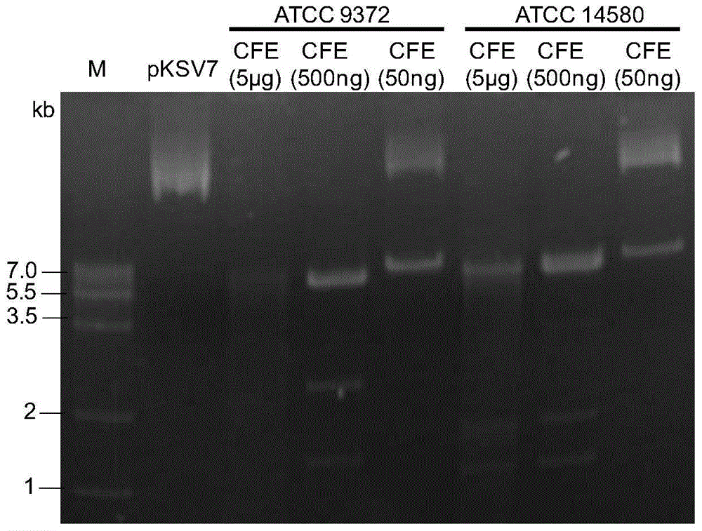 Exogenous plasmid in-vitro methylation modification method used for converting different strains