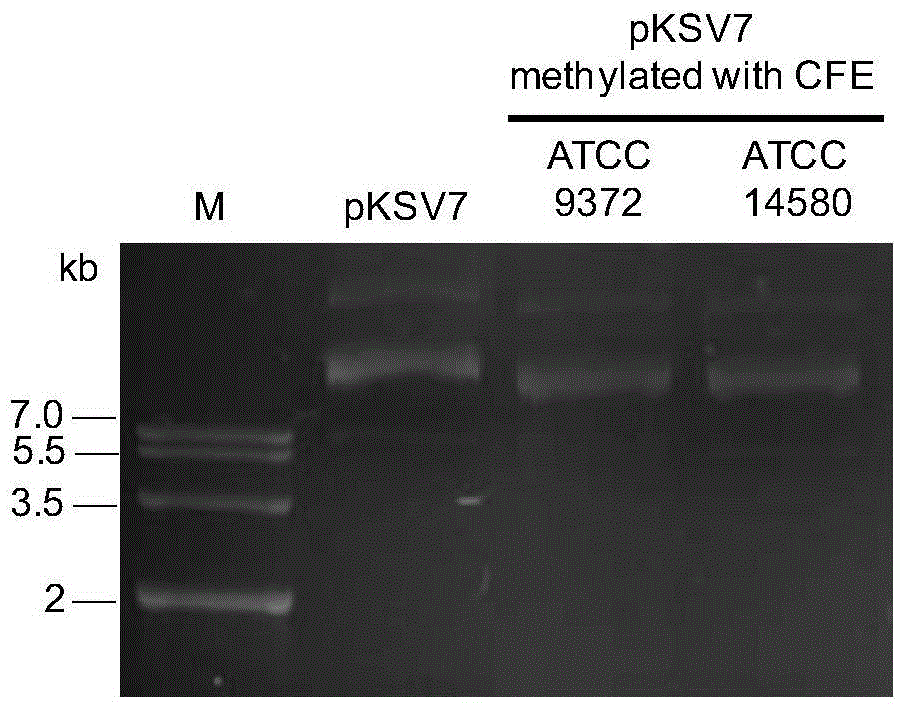 Exogenous plasmid in-vitro methylation modification method used for converting different strains