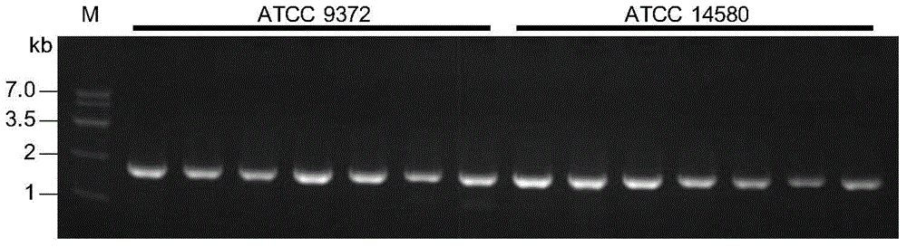 Exogenous plasmid in-vitro methylation modification method used for converting different strains