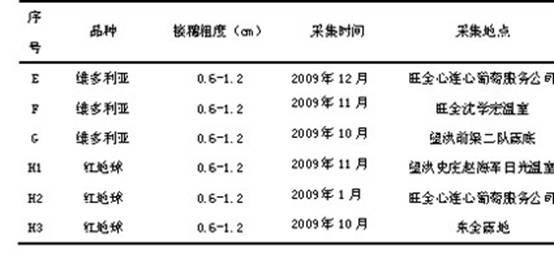 Facility grape flowering branch grafting method