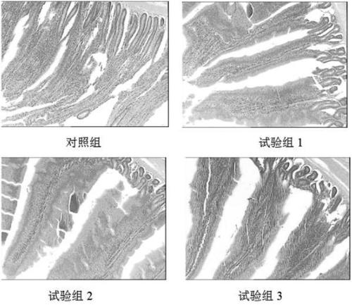 Composite type fibrous additive for promoting growth performance of laying hens