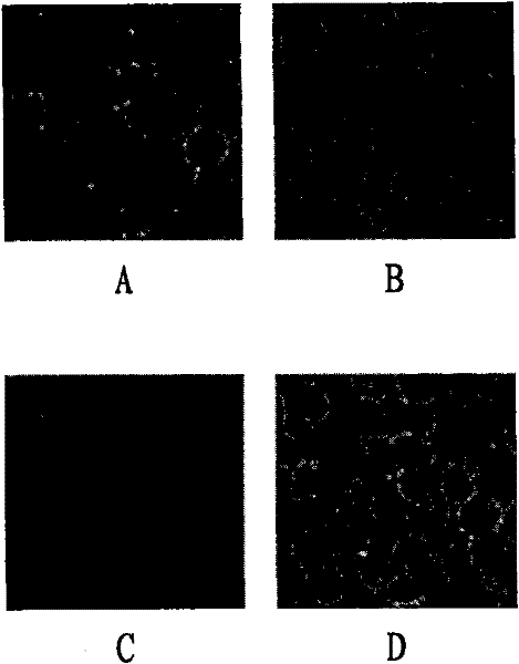 A kind of magnetic compound and its preparation method and application