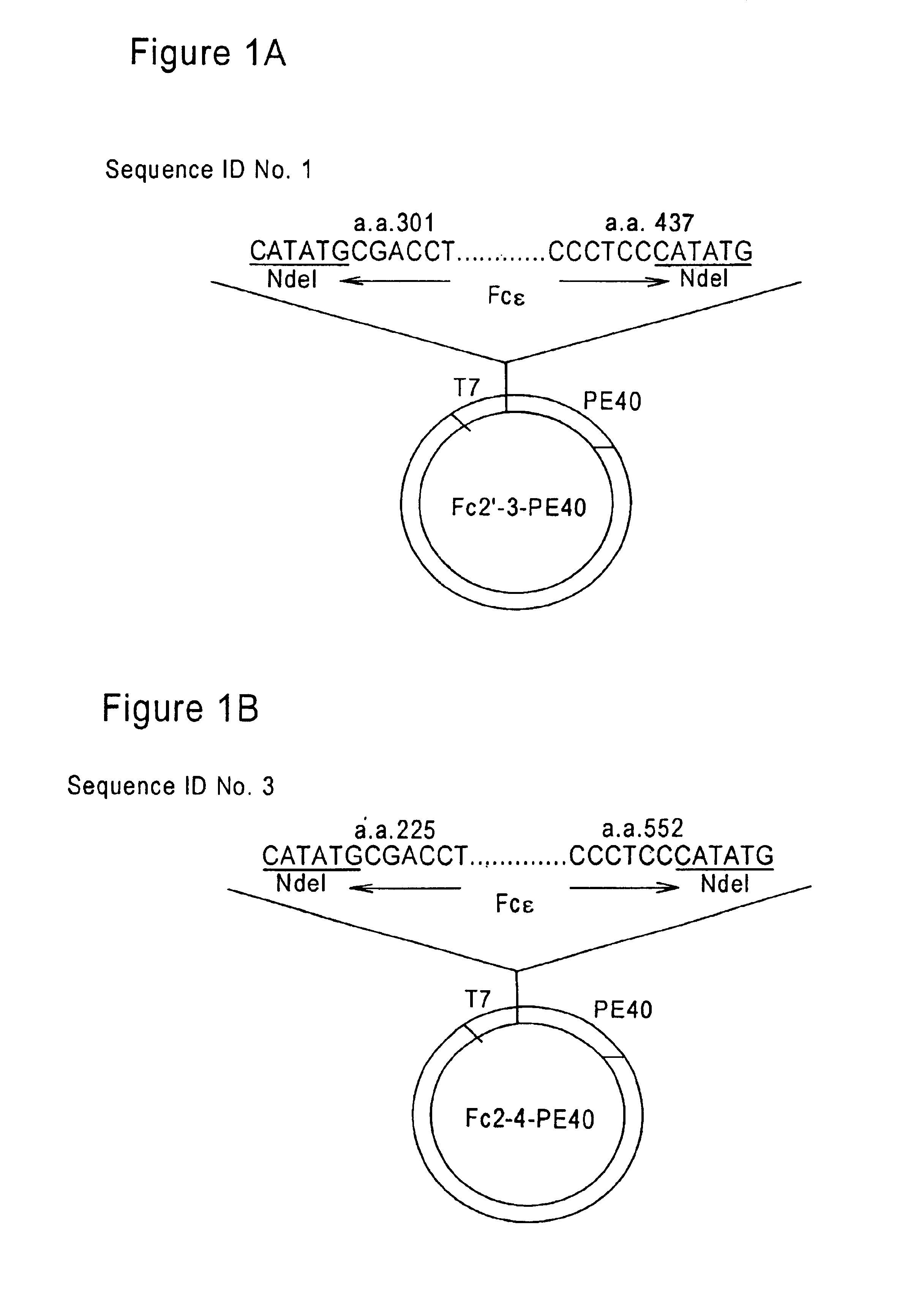 FcεPE chimeric protein for targeted treatment of allergy responses, a method for its production and pharmaceutical compositions containing the same