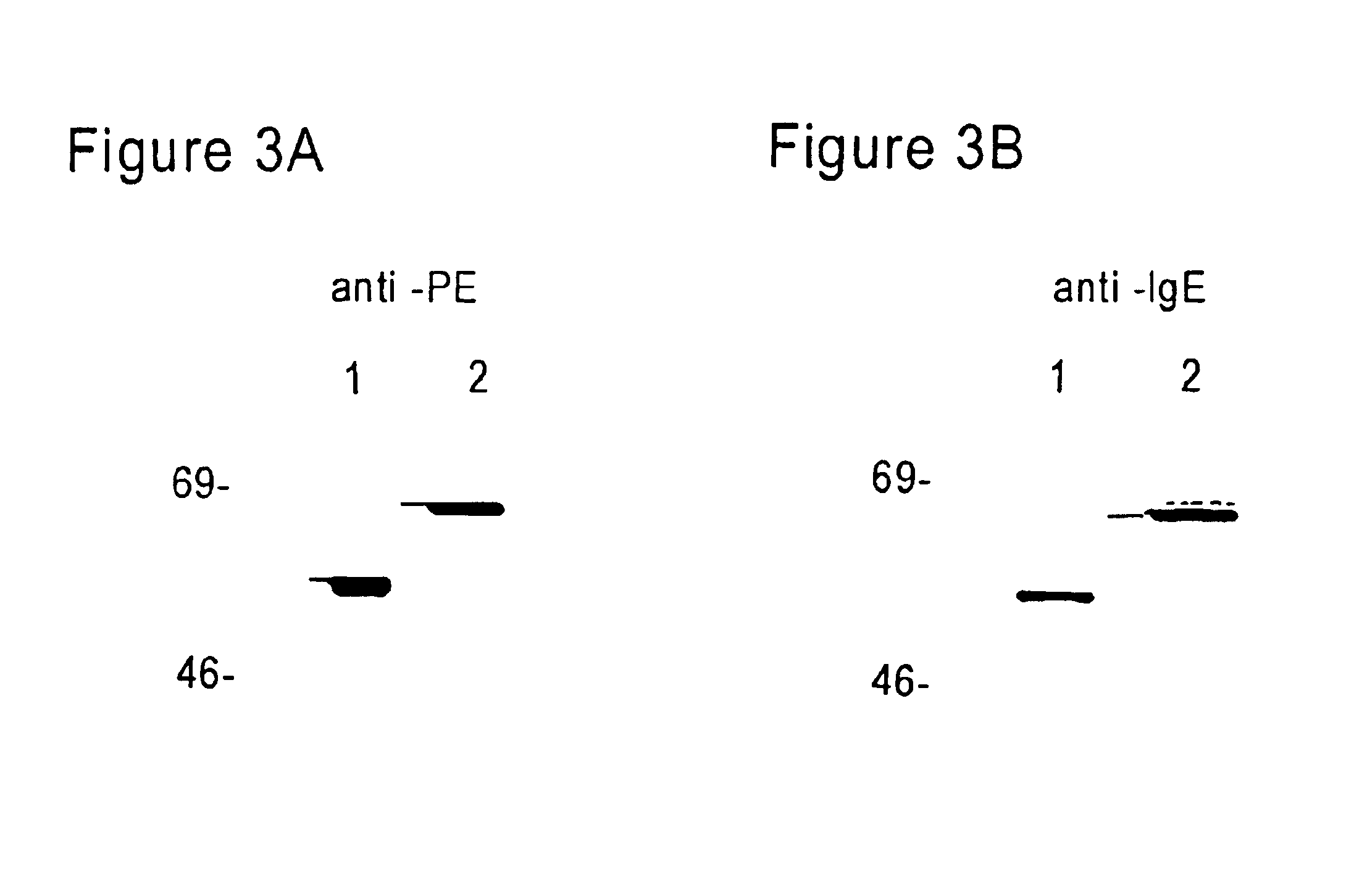 FcεPE chimeric protein for targeted treatment of allergy responses, a method for its production and pharmaceutical compositions containing the same