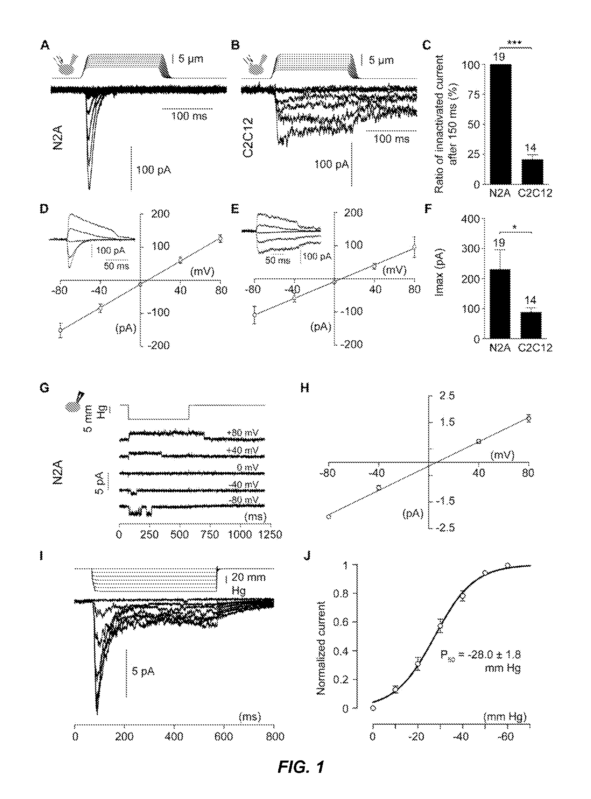 Mechanically-Activated Cation Channels