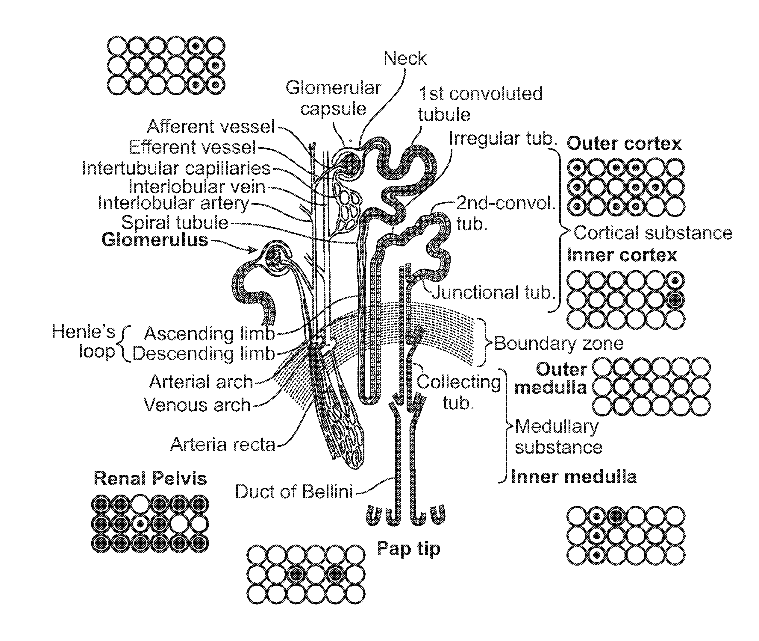 Compartment-Specific Non-HLA Targets for Diagnosis and Prediction of Graft Outcome