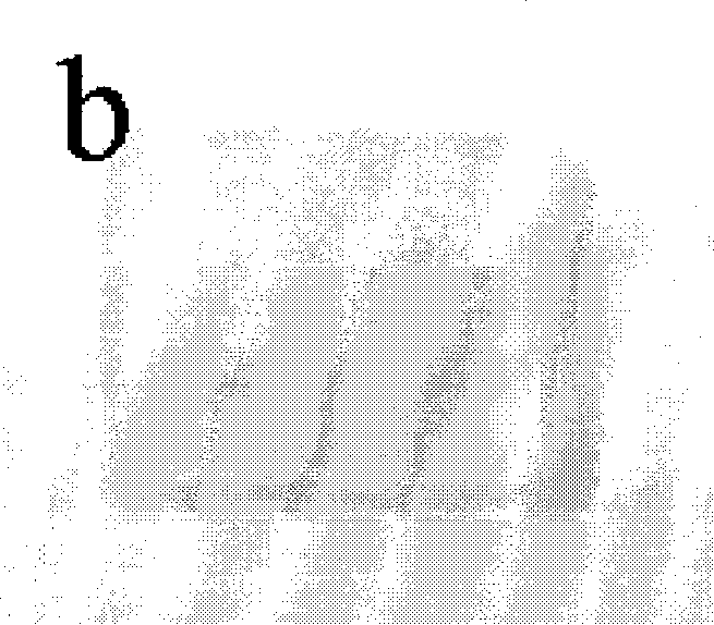 Low temperature production method of transparent conductive oxide film