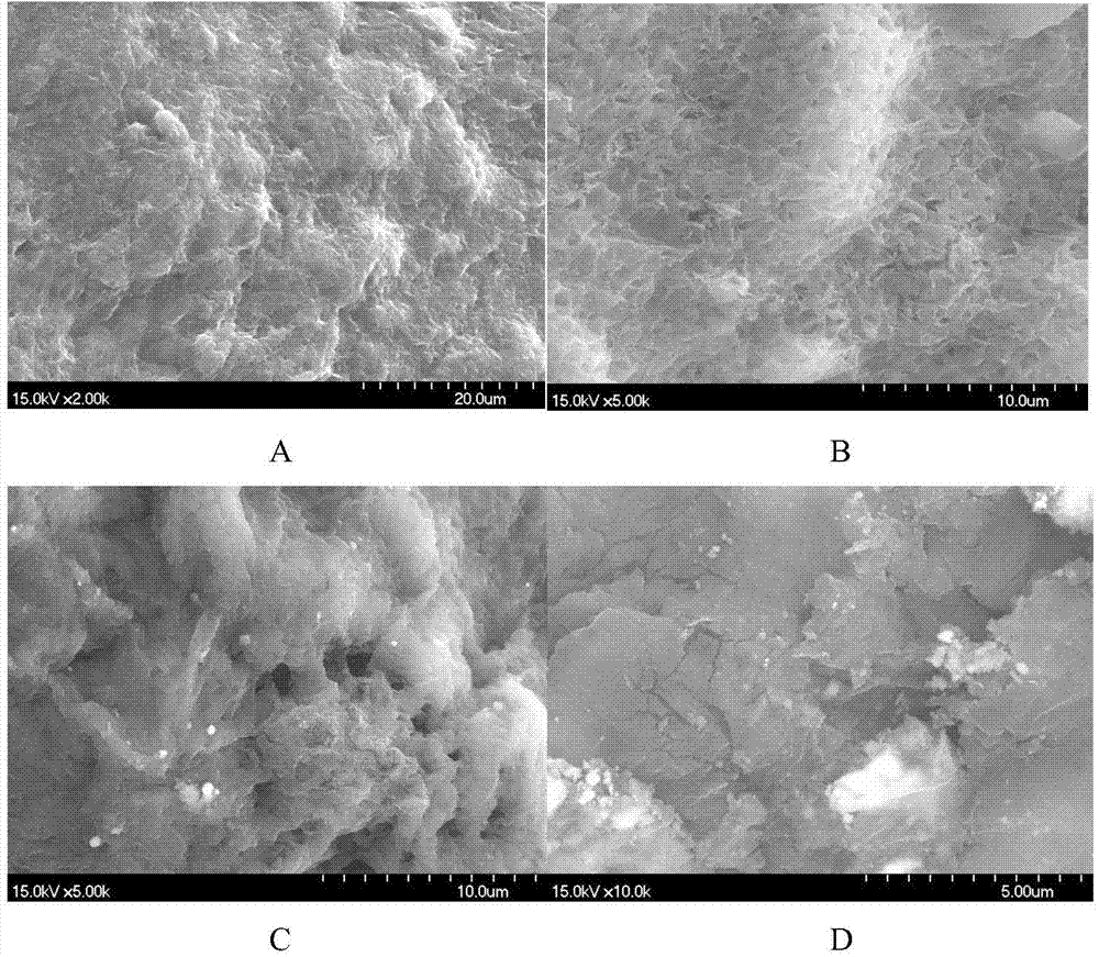 Preparation method of royal jelly microcapsule