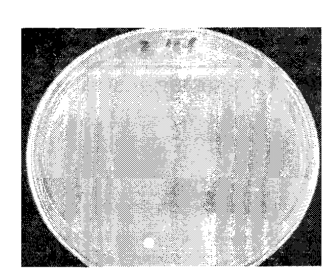 Culture medium for germinating boletus spore