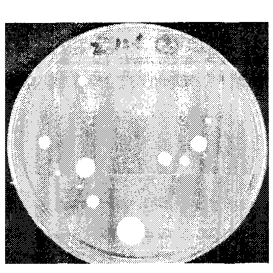 Culture medium for germinating boletus spore