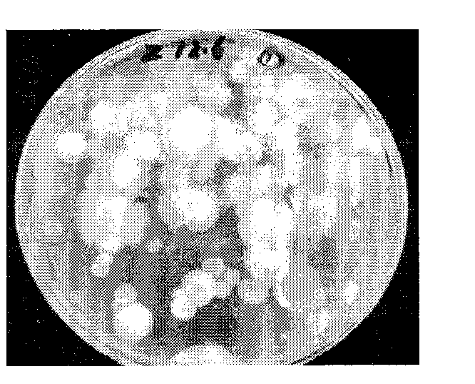 Culture medium for germinating boletus spore