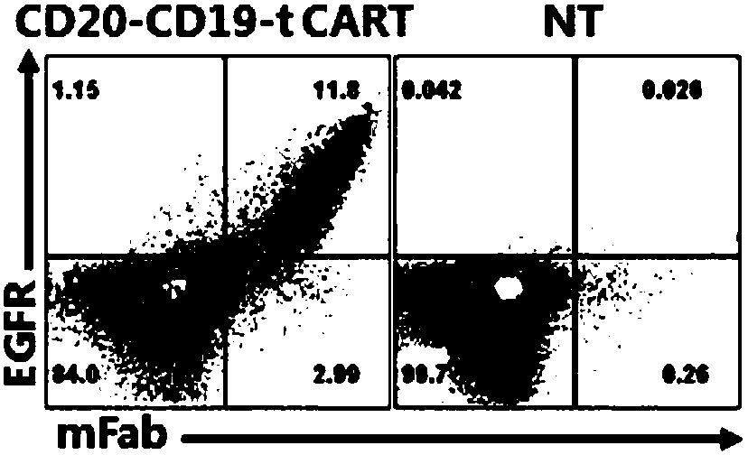 Dual-target chimeric antigen receptor and use thereof