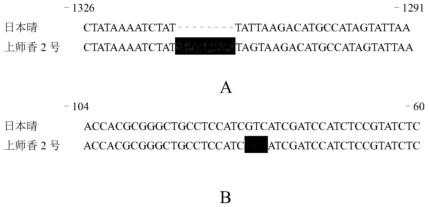 Betaine aldehyde dehydrogenase 2 fragrance gene in paddy rice, primer of molecular marker and screening method