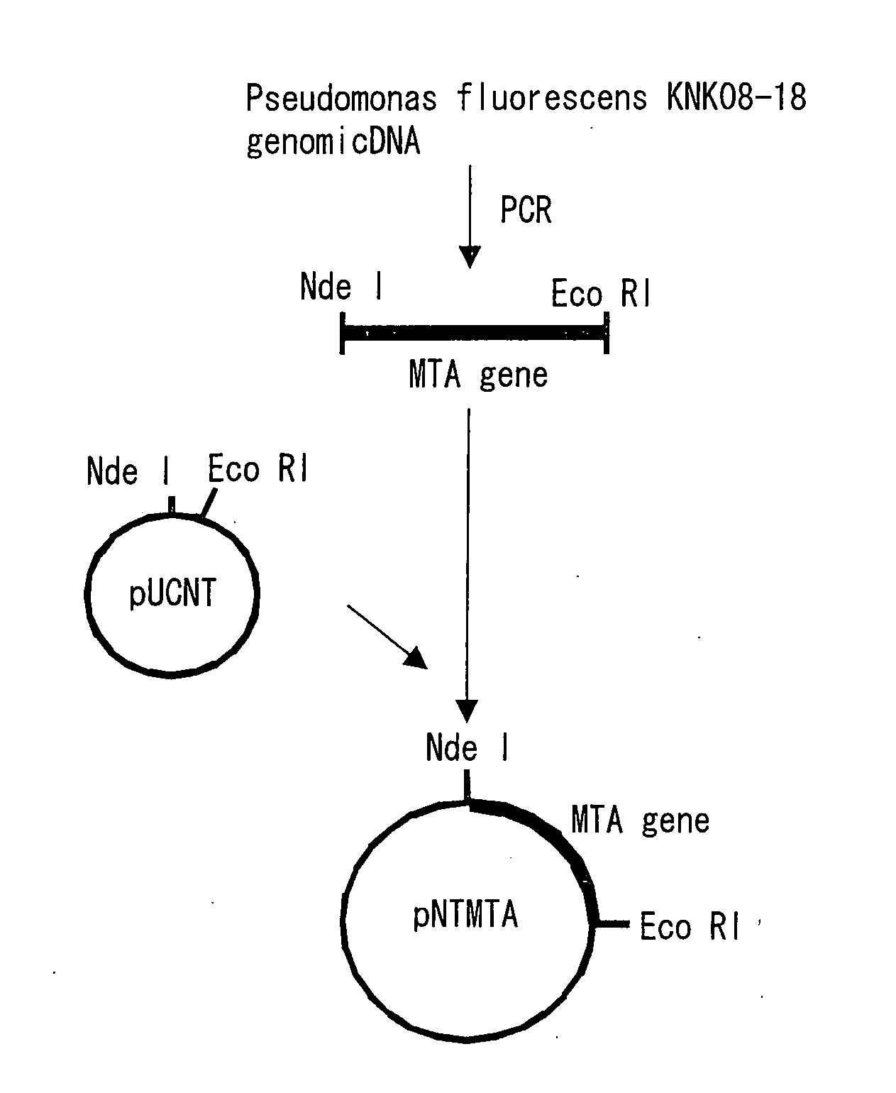 Novel aminotransferase, gene encoding the same, and method of using them