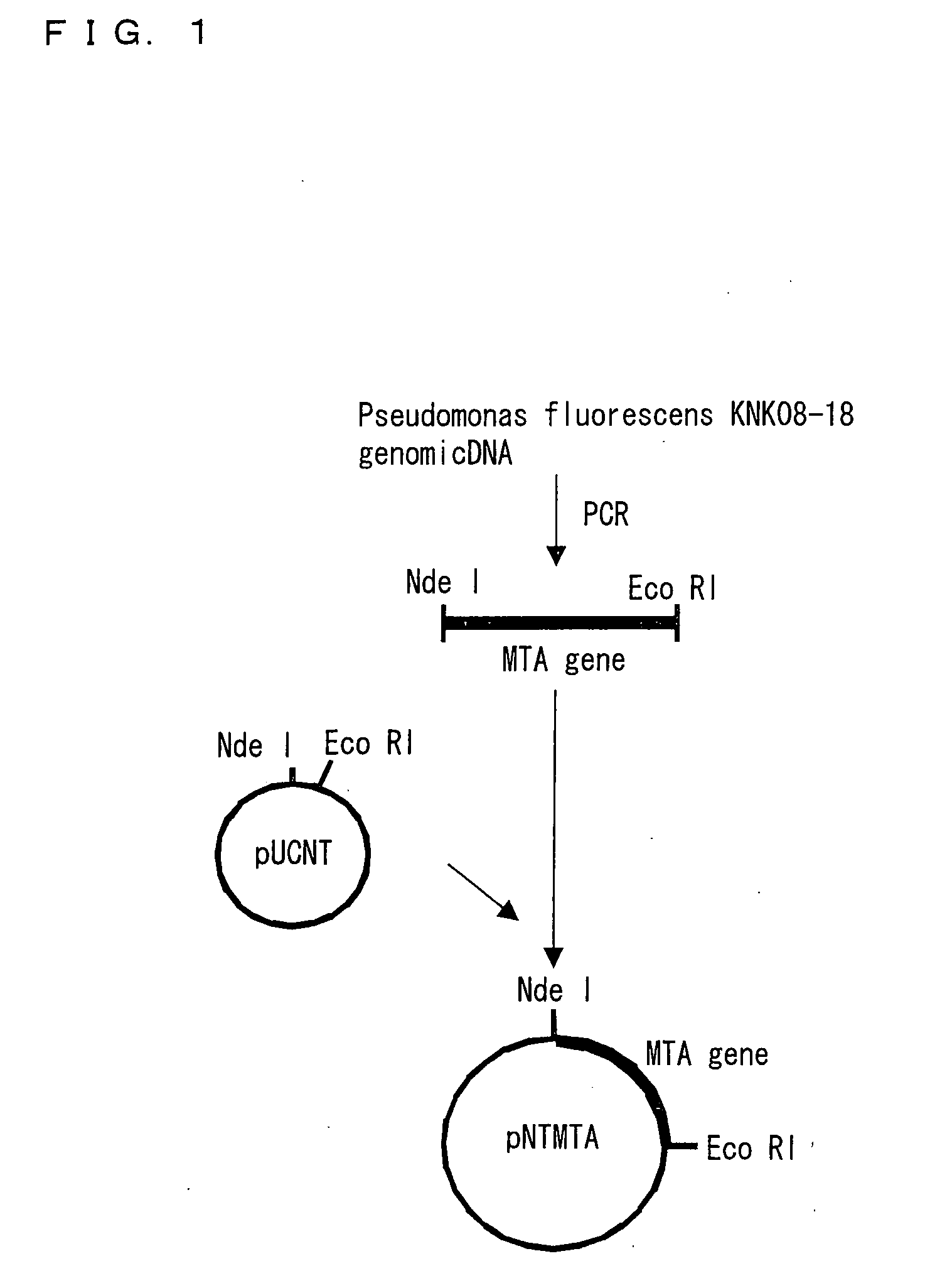 Novel aminotransferase, gene encoding the same, and method of using them