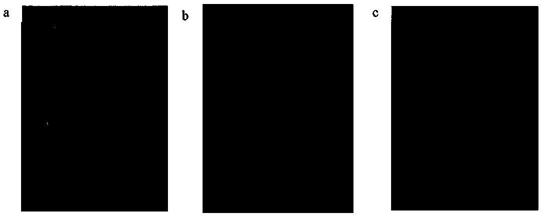 Light-induced mildew-proof bamboo product and preparation method thereof