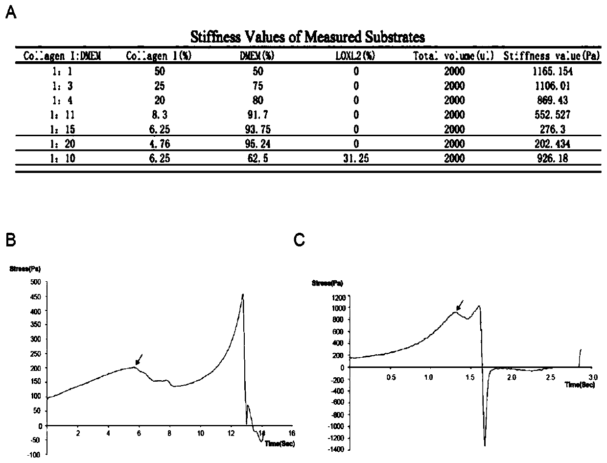 Preparation method of lung hardness base in vitro cell culture platform