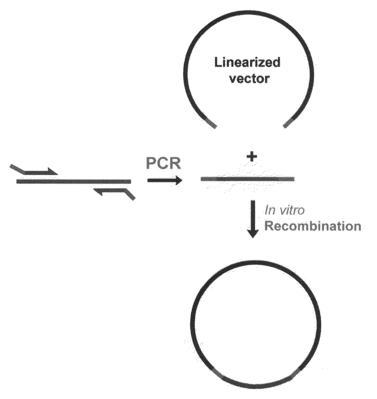 Homologous recombination-based DNA cloning methods and compositions