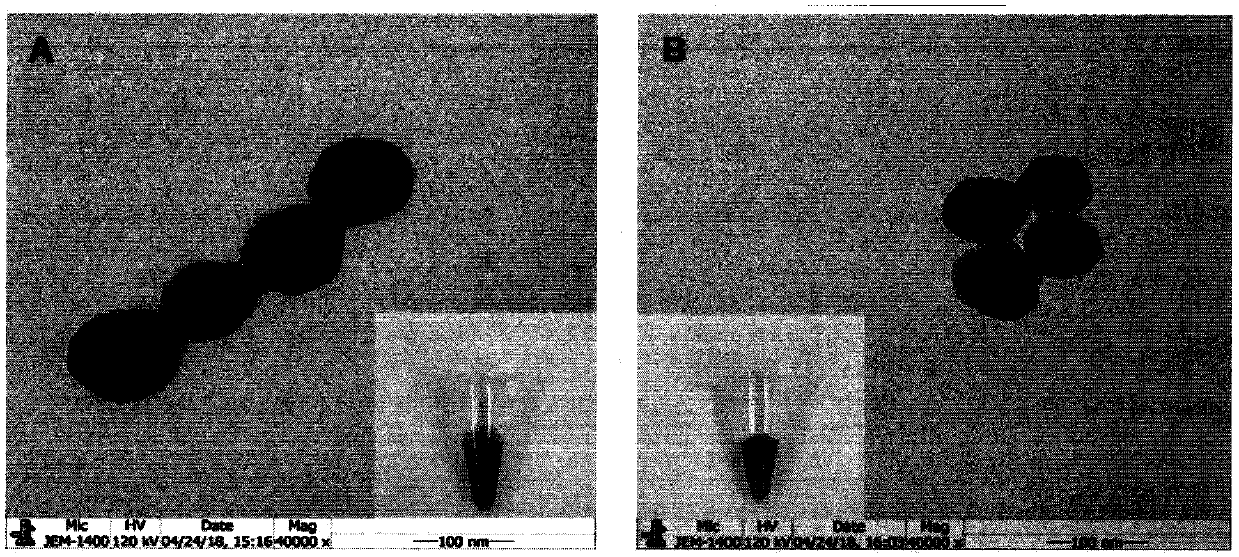 Biosensor capable of being modified repeatedly and used for detecting tumor cells and preparation method of biosensor