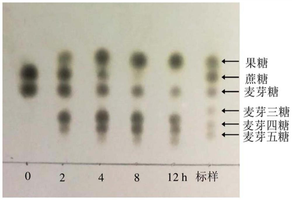 Dextran sucrase mutant as well as preparation method and application thereof