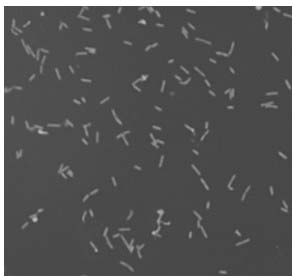 Bacterial strain capable of generating alginate lyase and fermentation method thereof