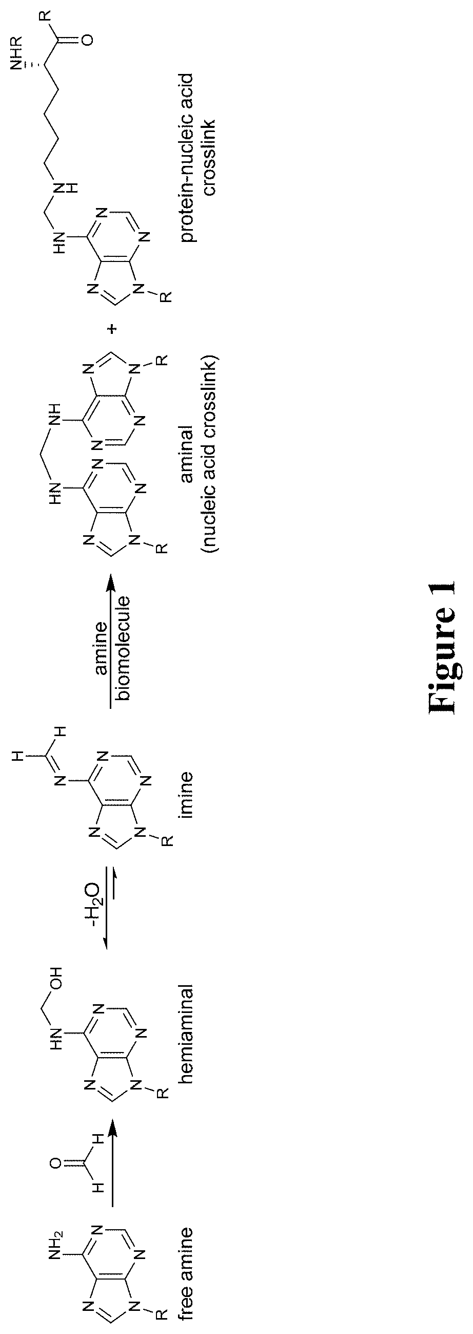 Catalysts for reversing formaldehyde adducts and crosslinks