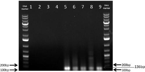 ITS sequence, specific primer pair, identification kit, and identification method used for identification of dendrobium officinale and high imitation fake products