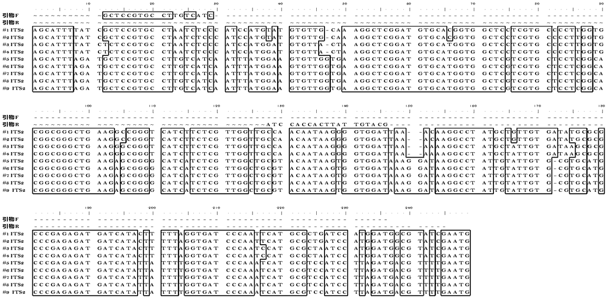 ITS sequence, specific primer pair, identification kit, and identification method used for identification of dendrobium officinale and high imitation fake products