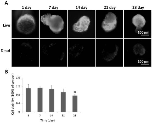 Method for constructing human pancreatic islet organ model based on organ chip