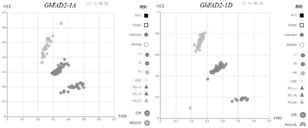 KASP molecular marker for high-throughput detection of high oleic acid mutation site of cotton GhFAD2-1 gene