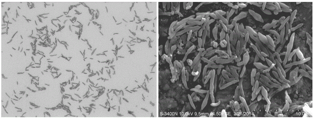 Acidophilus sulfate reducing bacterium strain and application thereof