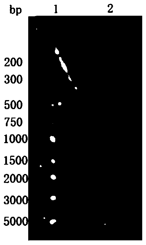 1, 4-alpha-glucan branching enzyme, gene thereof, and engineering bacteria containing gene and application of engineering bacteria