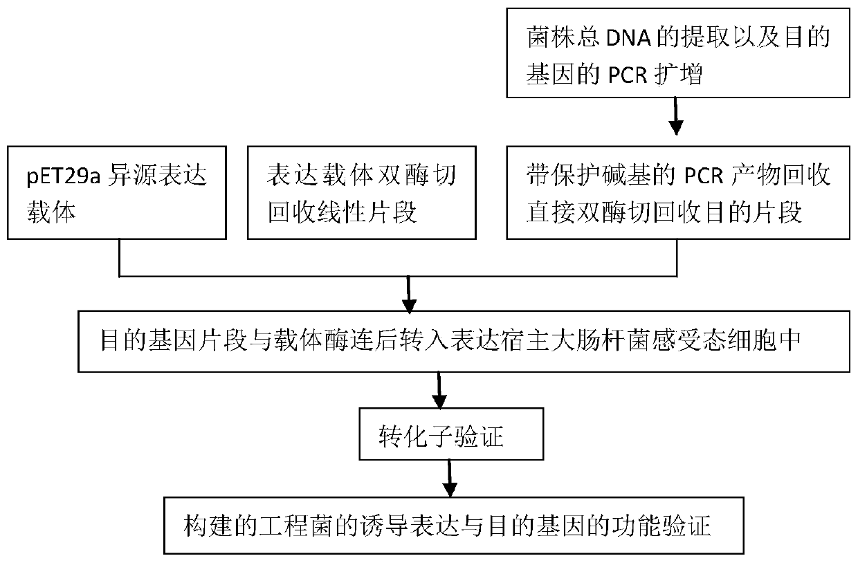 1, 4-alpha-glucan branching enzyme, gene thereof, and engineering bacteria containing gene and application of engineering bacteria