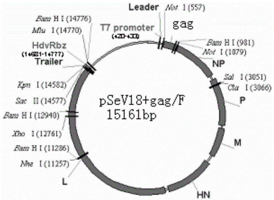 Recombinant vector vaccine expressing HIV antigen