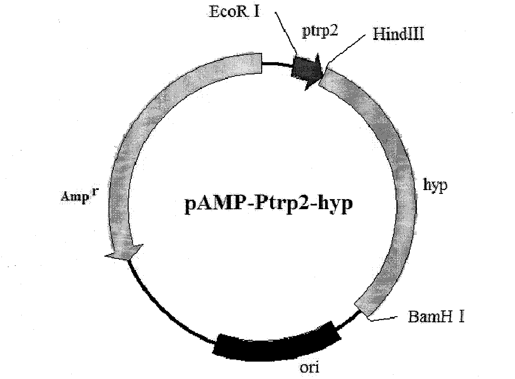 Method for production of L-4-hydroxyproline by using recombinant escherichia coli fermentation