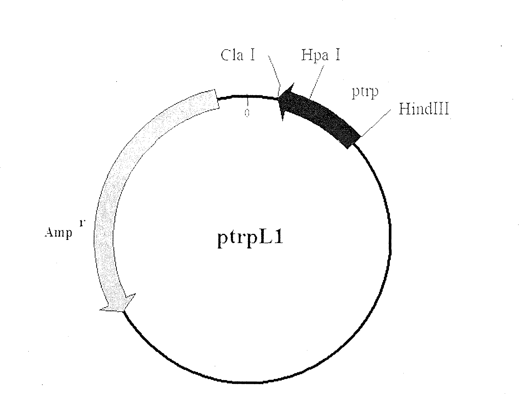 Method for production of L-4-hydroxyproline by using recombinant escherichia coli fermentation