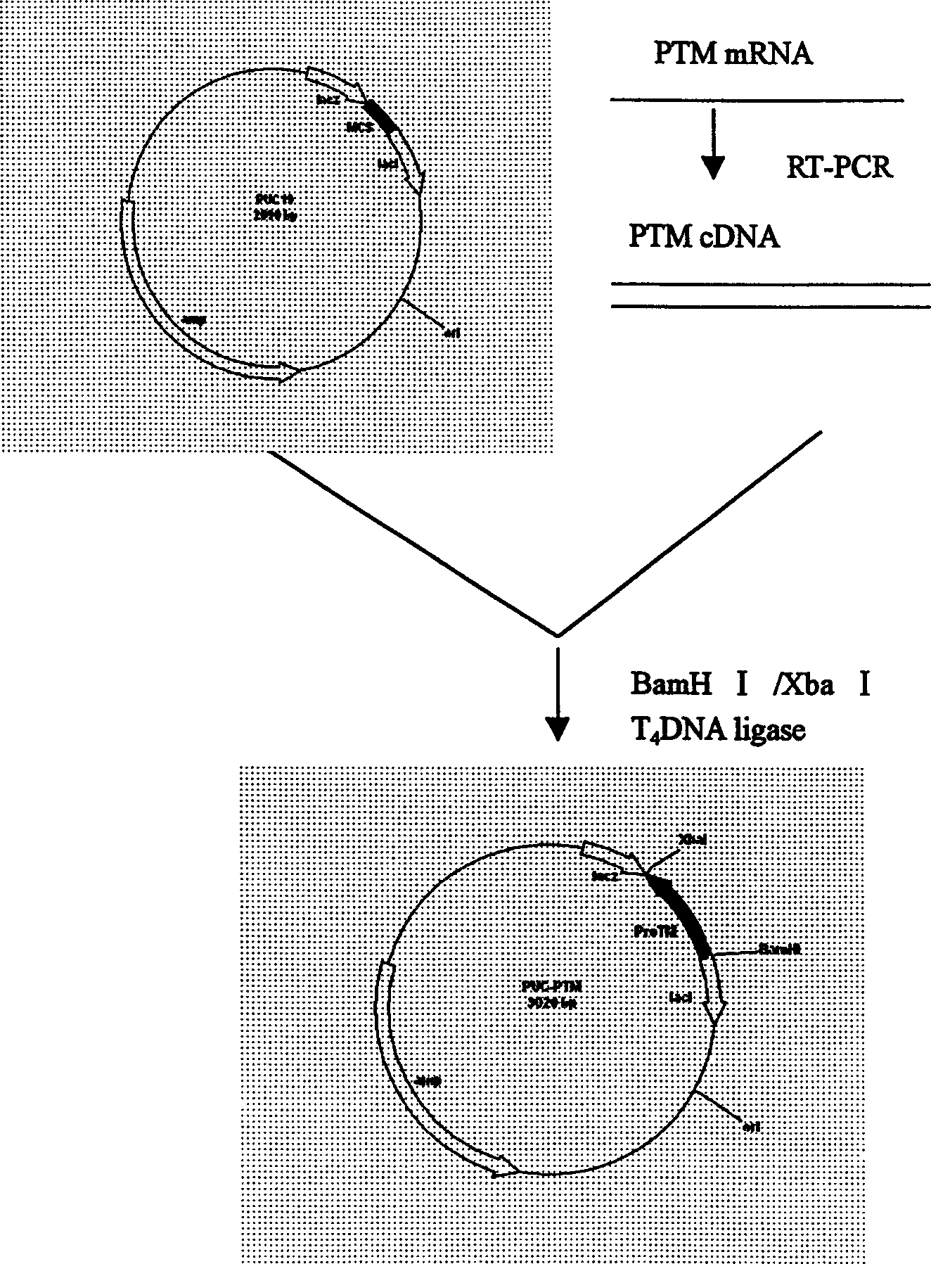 Recombinant human alpha-prothymosin interleukin 2 gene and its expression and use