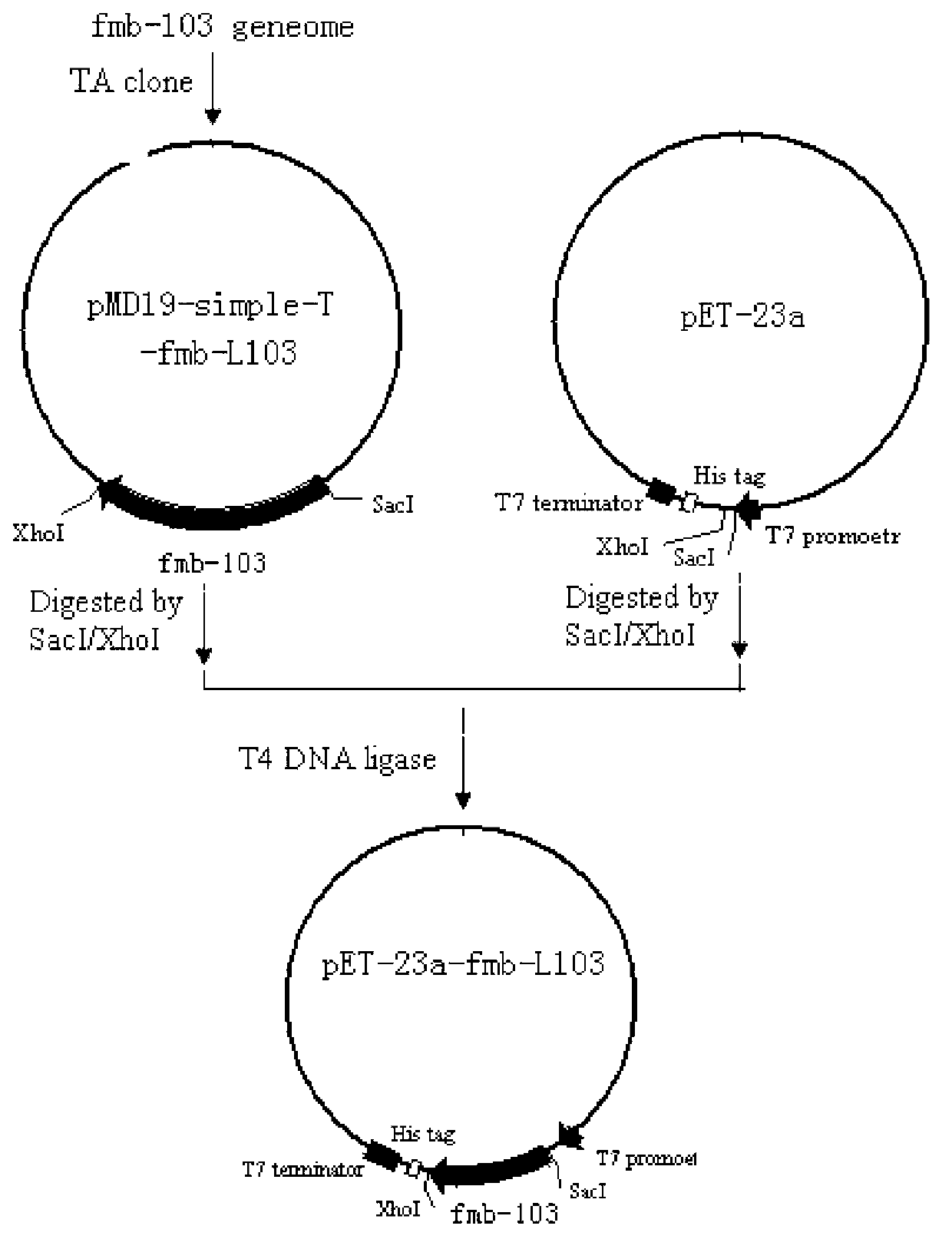 Laccase gene as well as encoded protein and application thereof