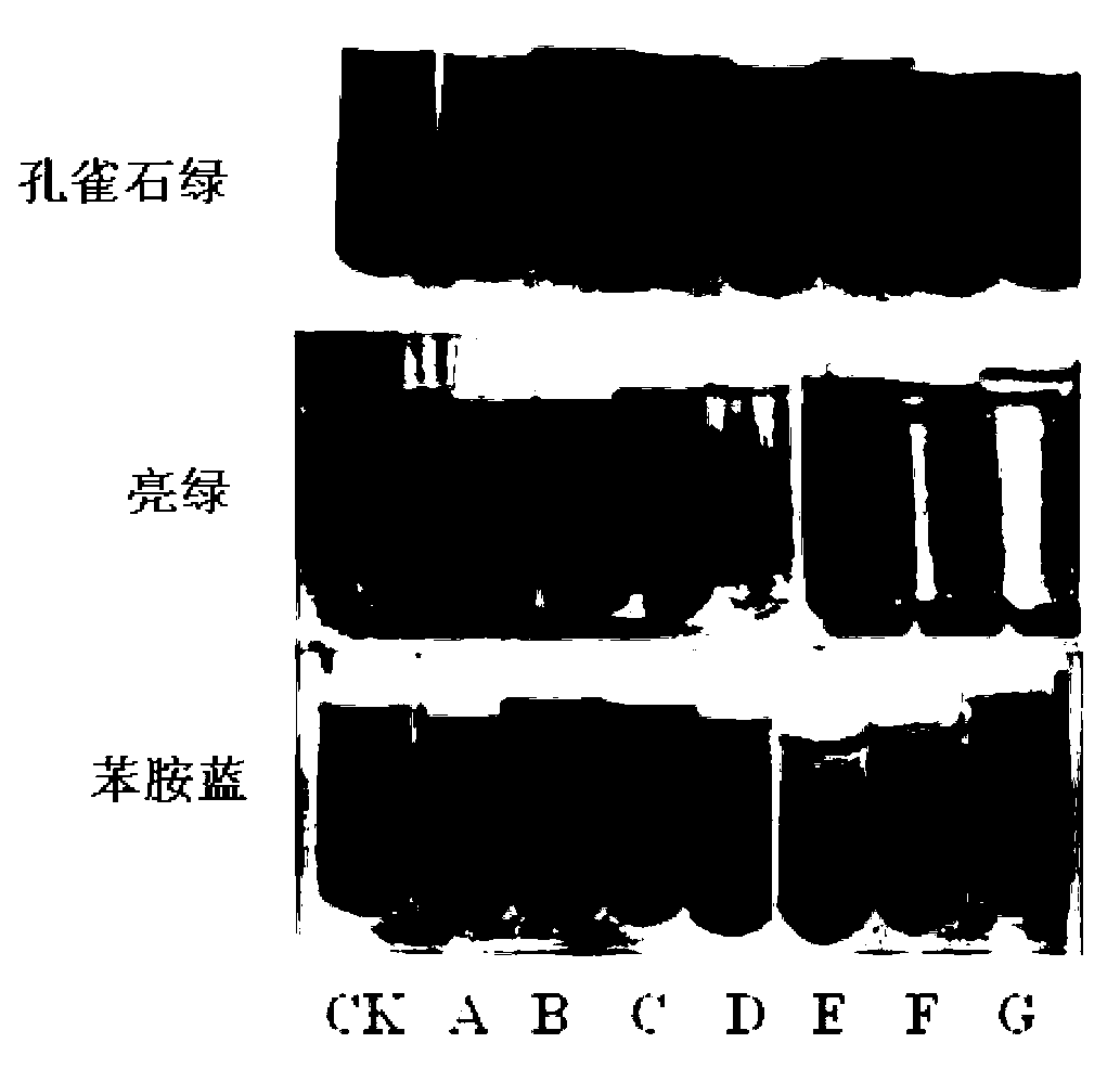 Laccase gene as well as encoded protein and application thereof