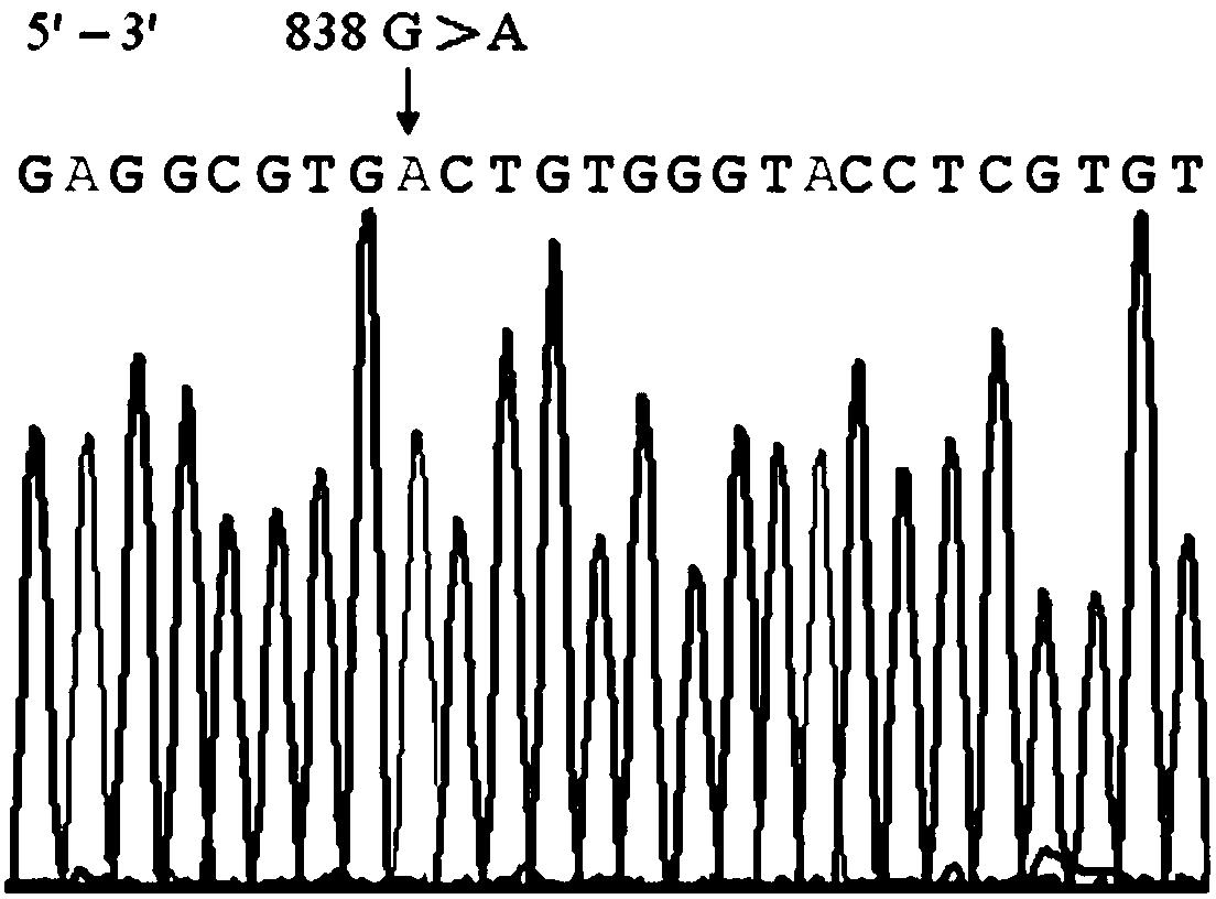 Rh blood group DEL phenotype RHD838&gt;A allele and detection method thereof