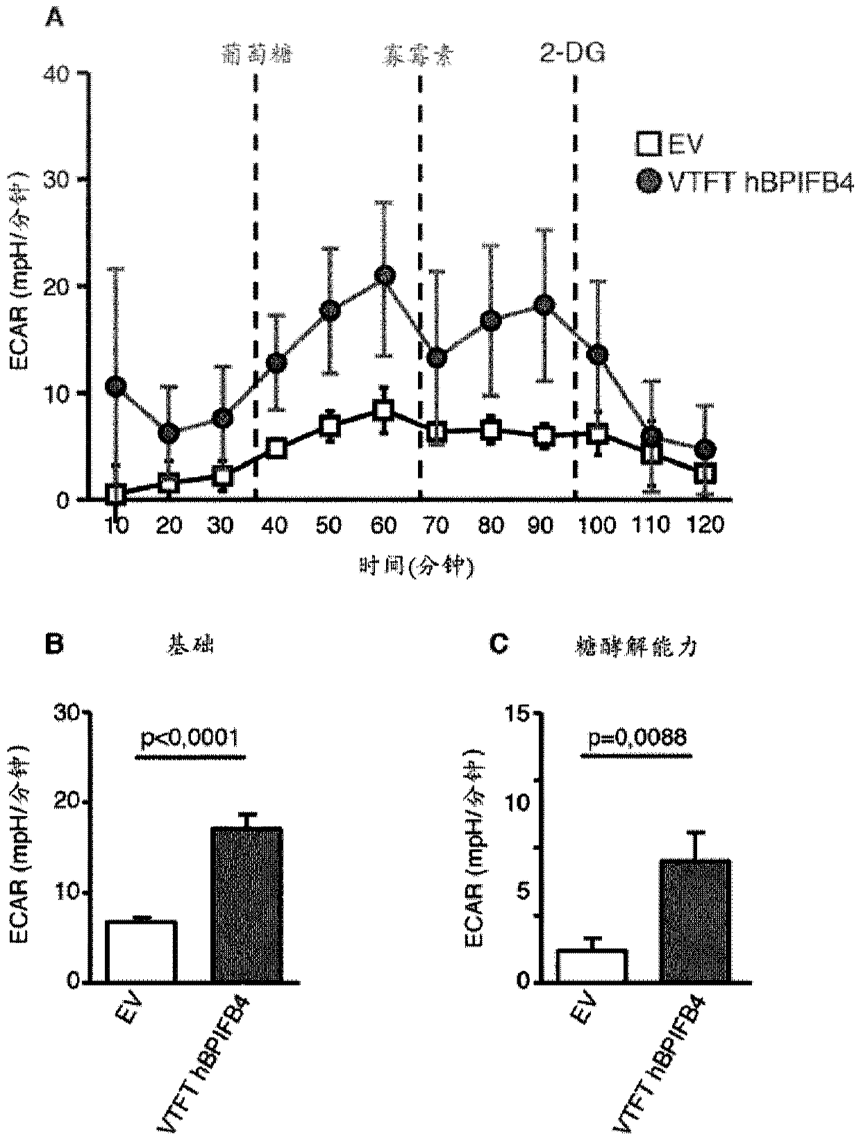 Vtft isoform of a bpifb4 protein for use in neuronal diseases and injuries