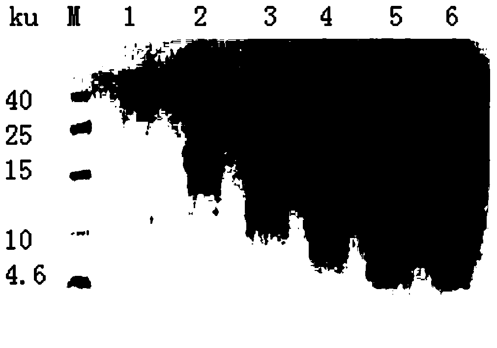 Application of bacteriophage endolysins Lysep3 in preparation of broad-spectrum antibacterial drug