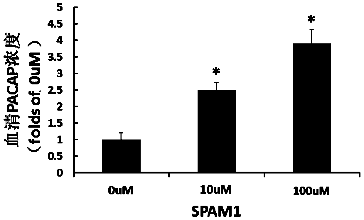 Small molecular compound SPAM1 for up-regulating neuropeptide PACAP and receptor PAC1-R thereof and preparation method and application thereof