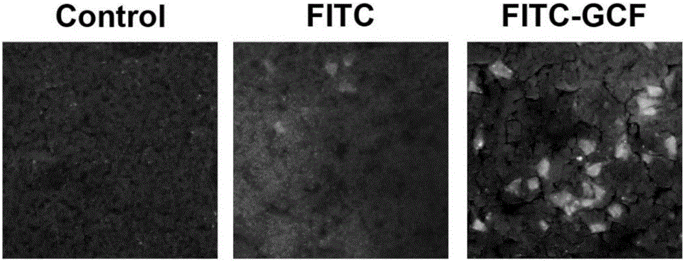 Glycine-L-cysteine-L-phenylalanine tripeptide and application thereof to preparation of medicines for treating stroke