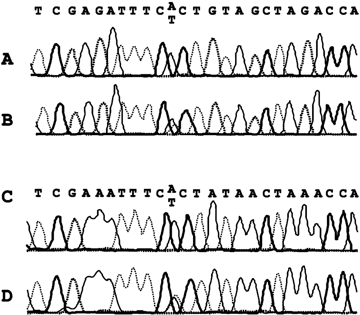 Method for determining a mutation in genomic dna, use of the method and kit for carrying out said method