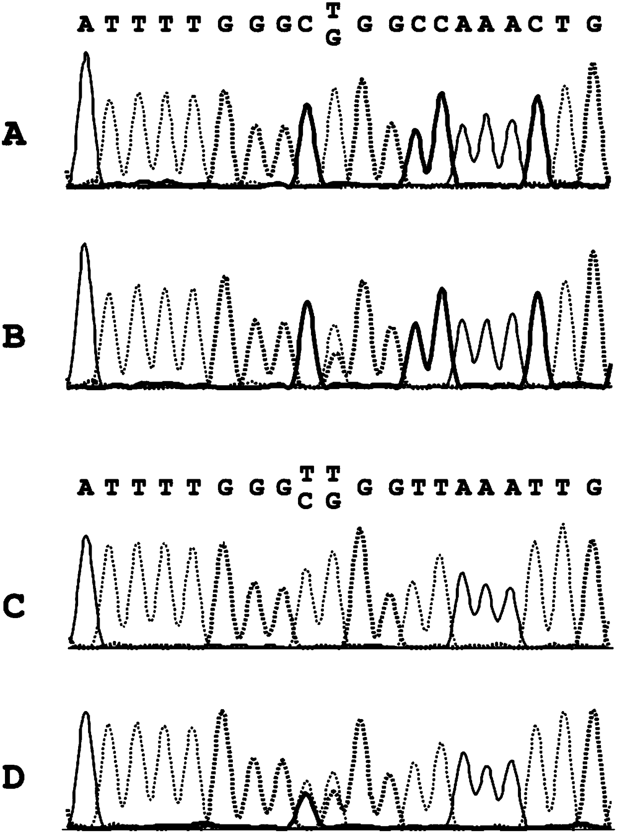 Method for determining a mutation in genomic dna, use of the method and kit for carrying out said method