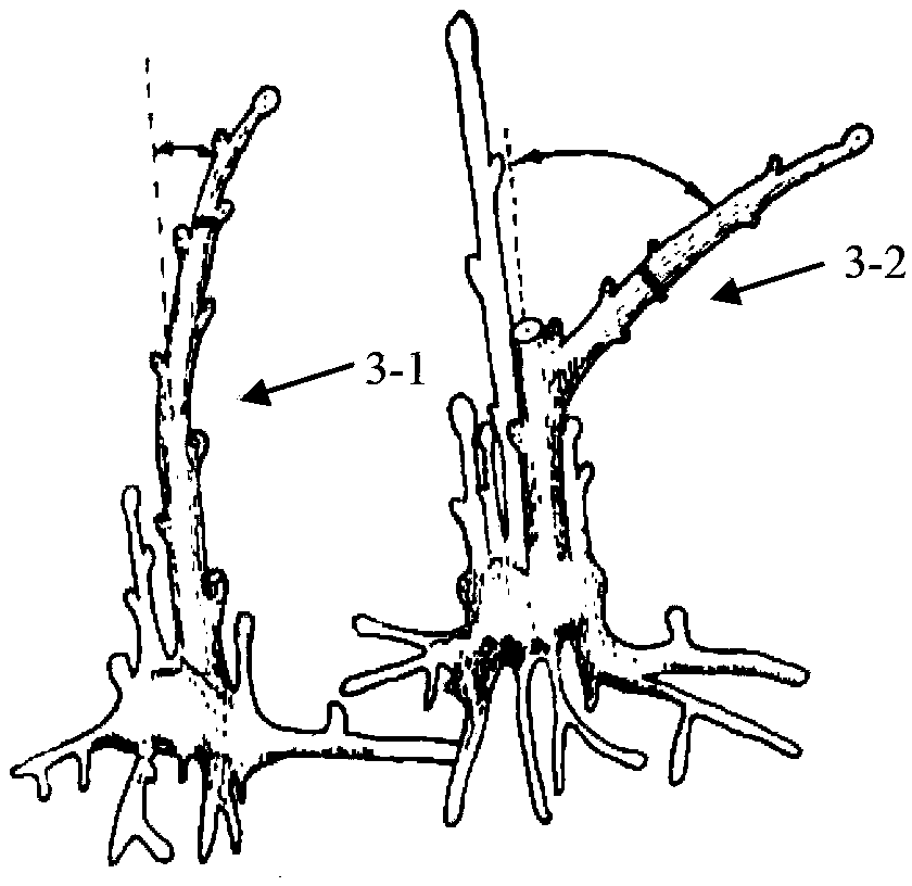 Method for overcoming topophysis in vegetative propagation of gingkoes