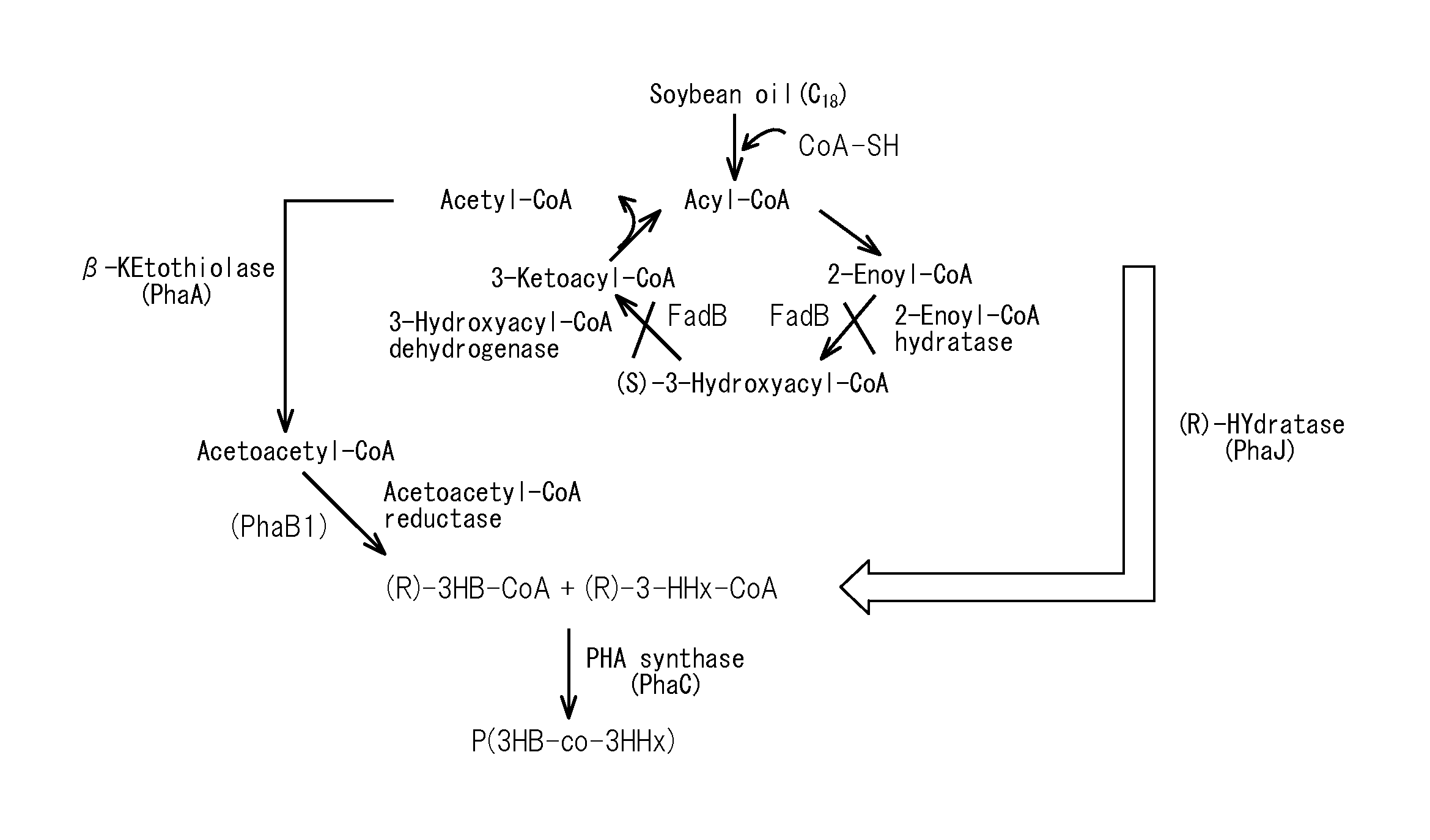 Production method for copolymer polyhydroxyalkanoate using genetically modified strain of fatty acid ß-oxidation pathway